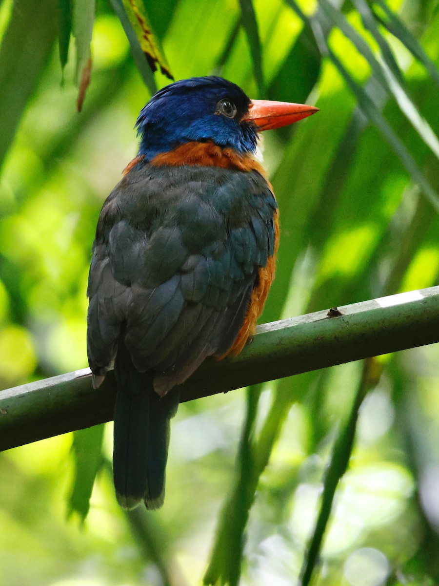 Green-backed Kingfisher - ML636859100