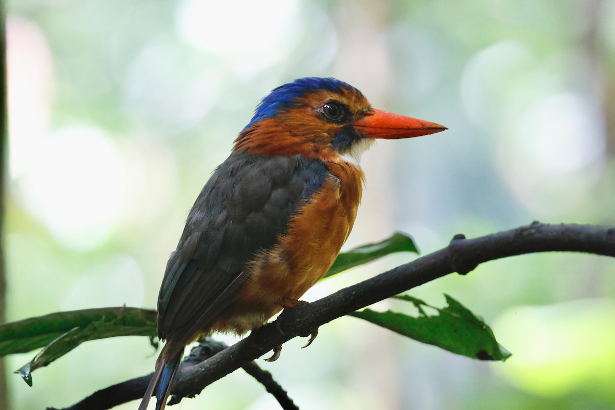 Green-backed Kingfisher - ML636859101