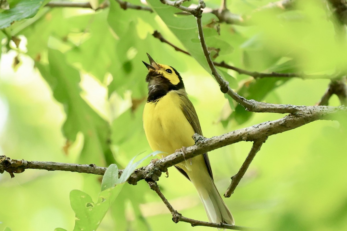 Hooded Warbler - ML636859218