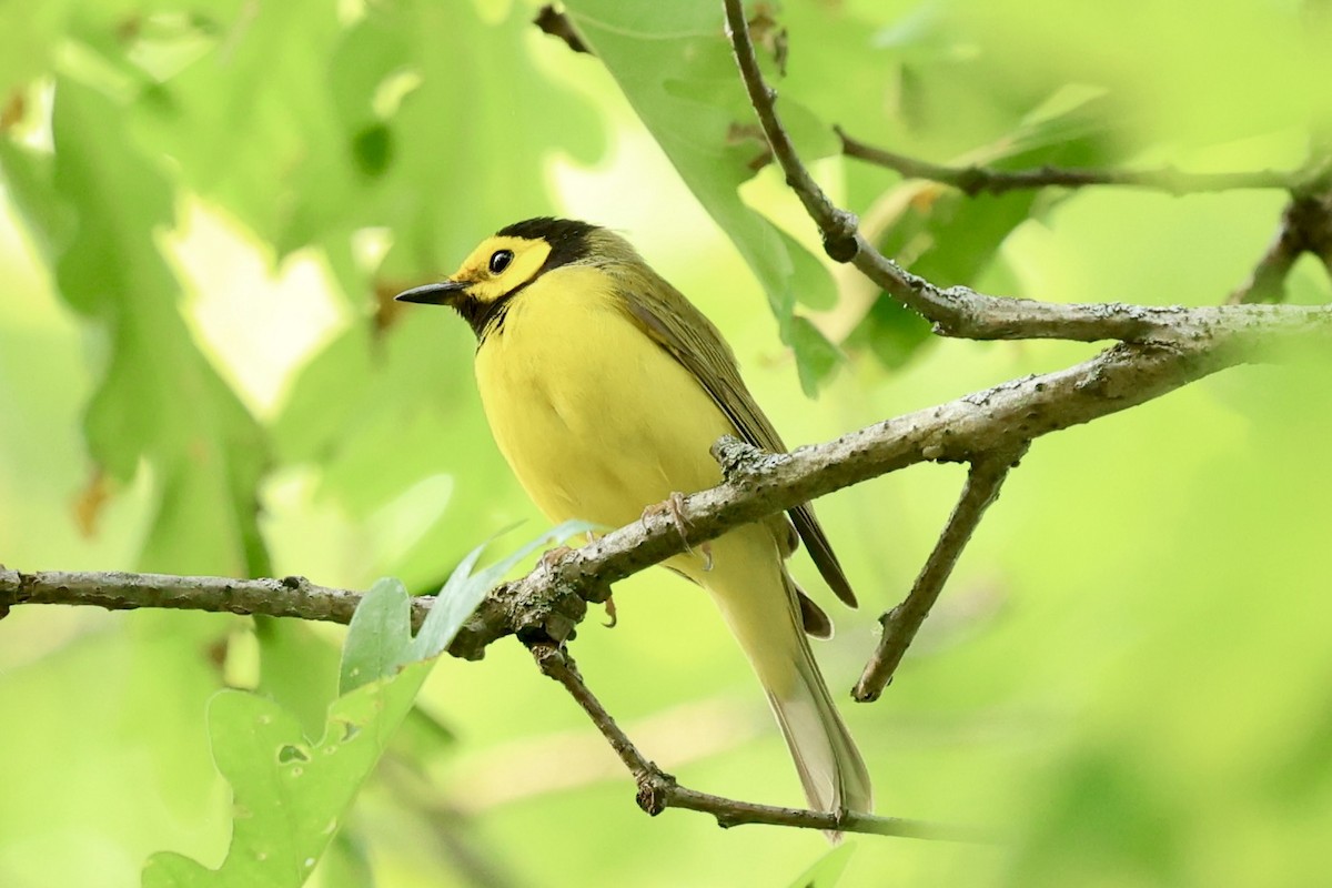 Hooded Warbler - ML636859219