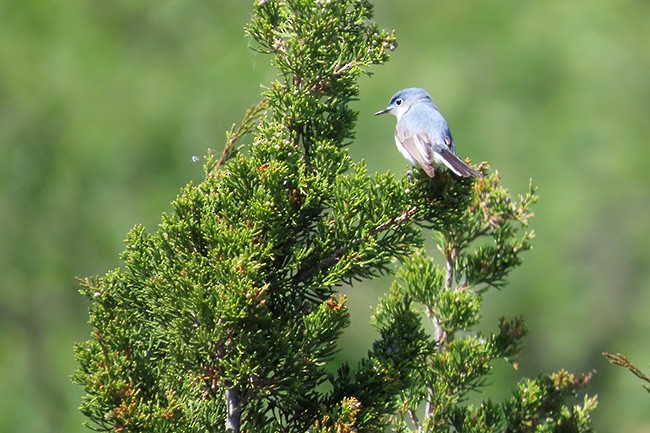 ברחשית כחלחלה - ML636859227
