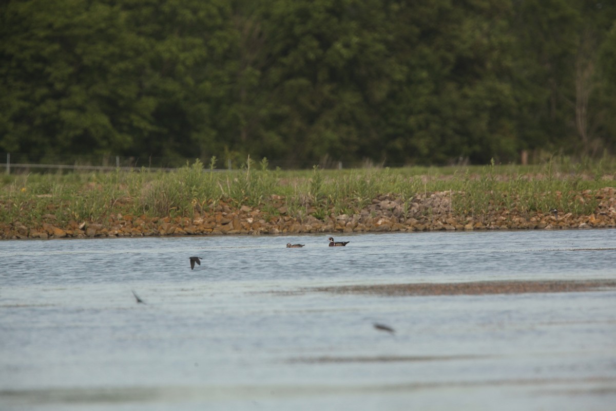 Canard branchu - ML636859229