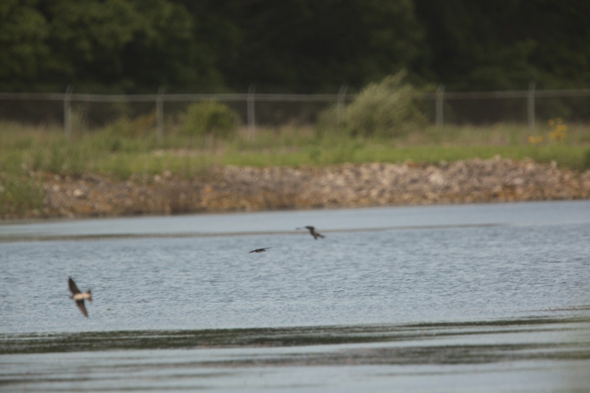 Canard branchu - ML636859230