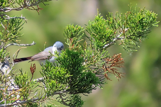 ברחשית כחלחלה - ML636859238
