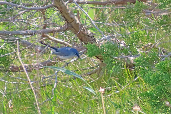 ברחשית כחלחלה - ML636859246