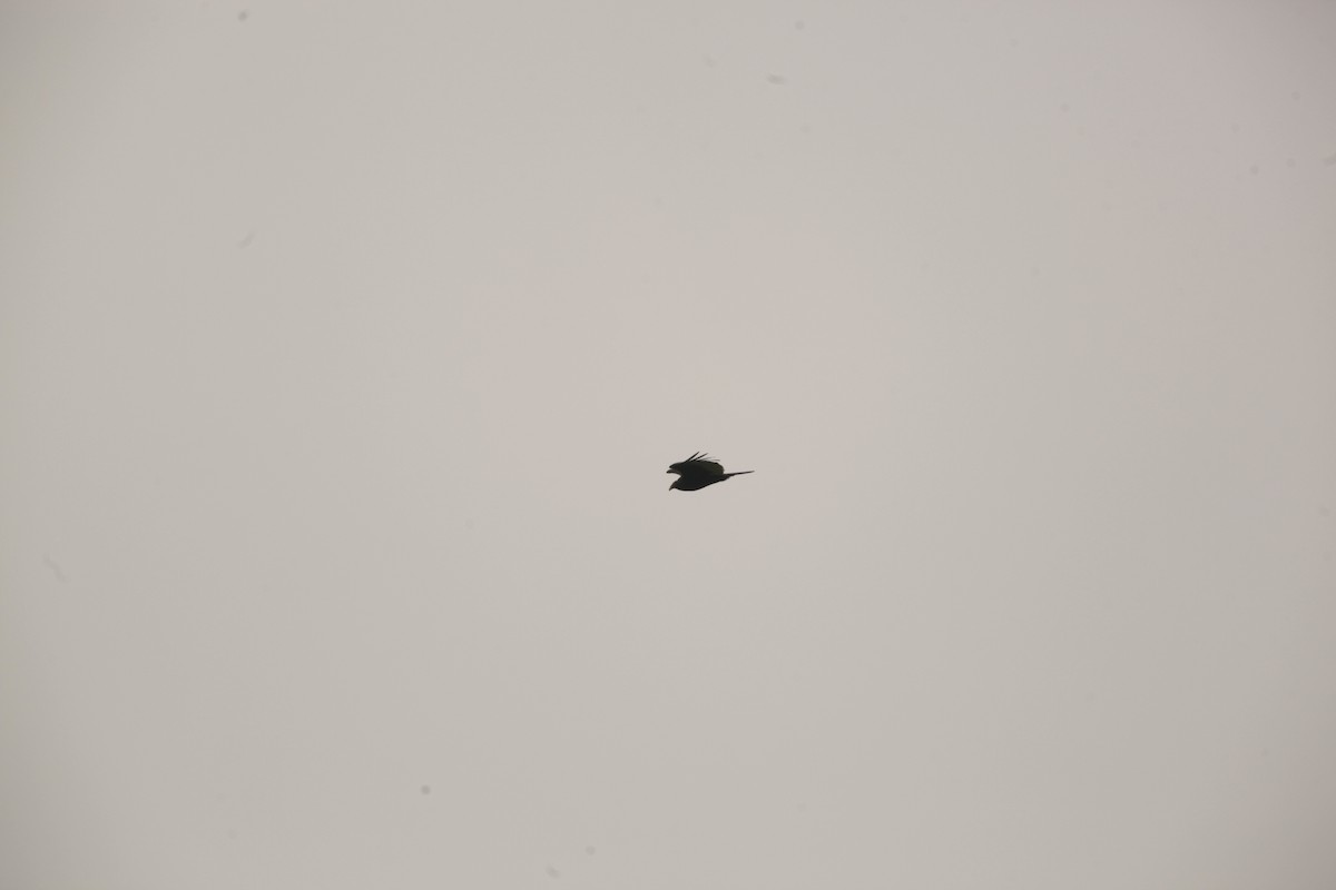 Urubu à tête rouge - ML636859248