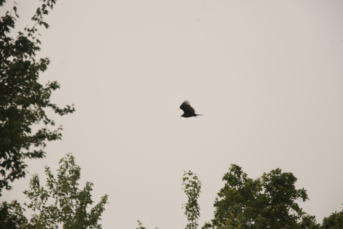 Urubu à tête rouge - ML636859249