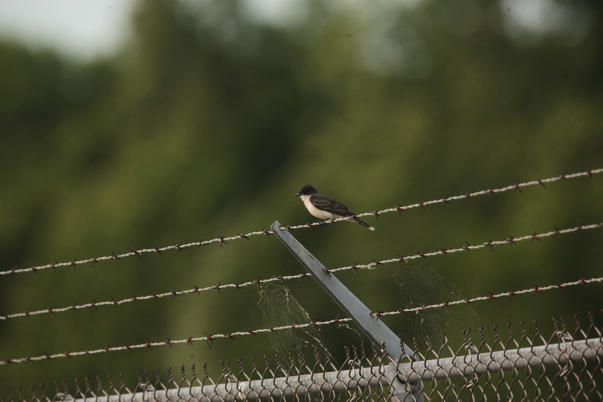 Tyran tritri - ML636859259