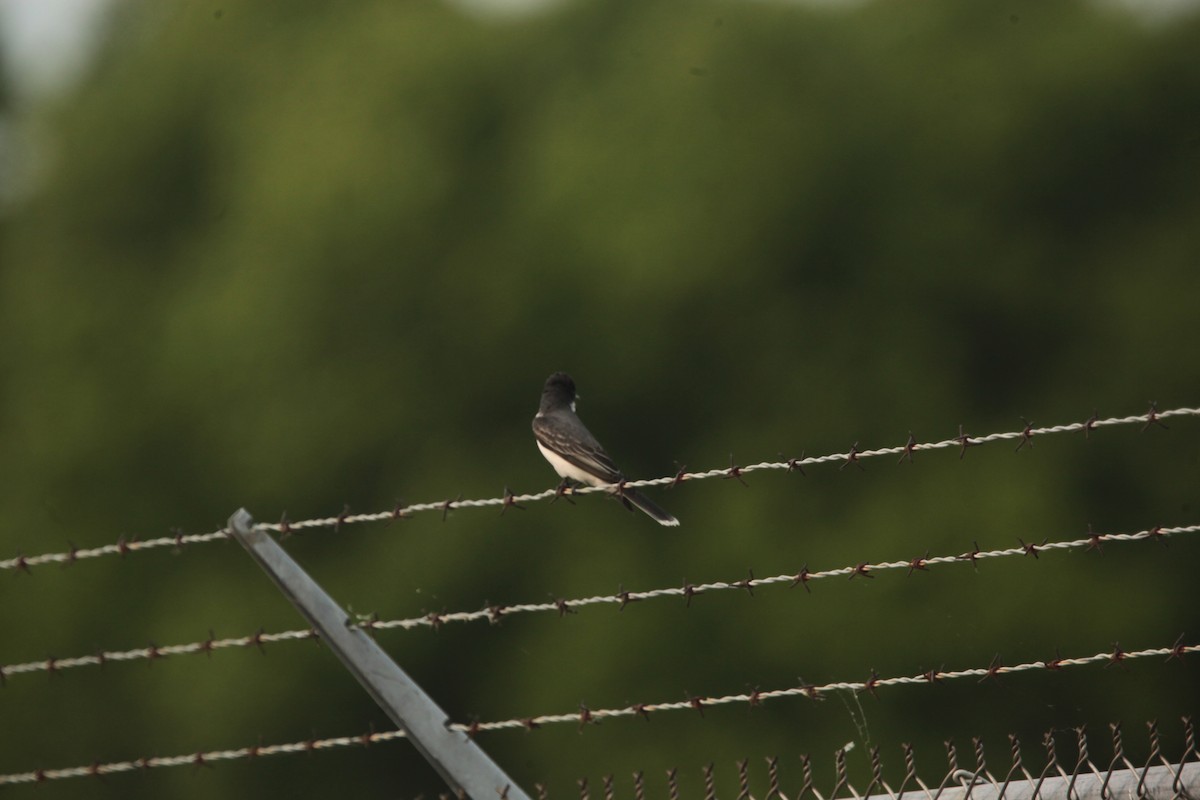 Tyran tritri - ML636859261