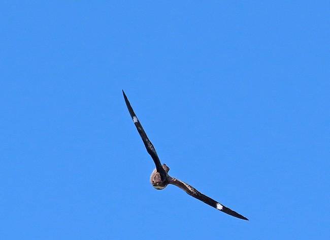 תחמס אמריקני - ML636859265