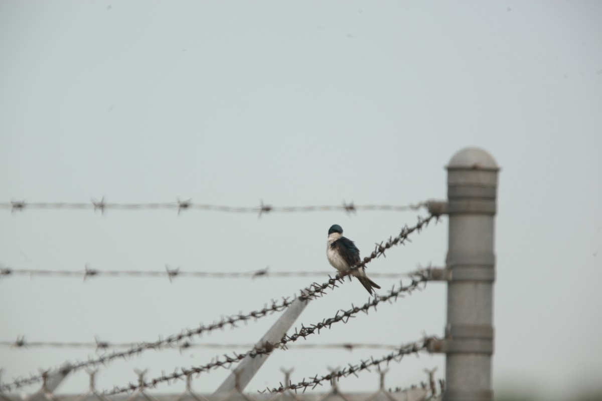 Hirondelle bicolore - ML636859273