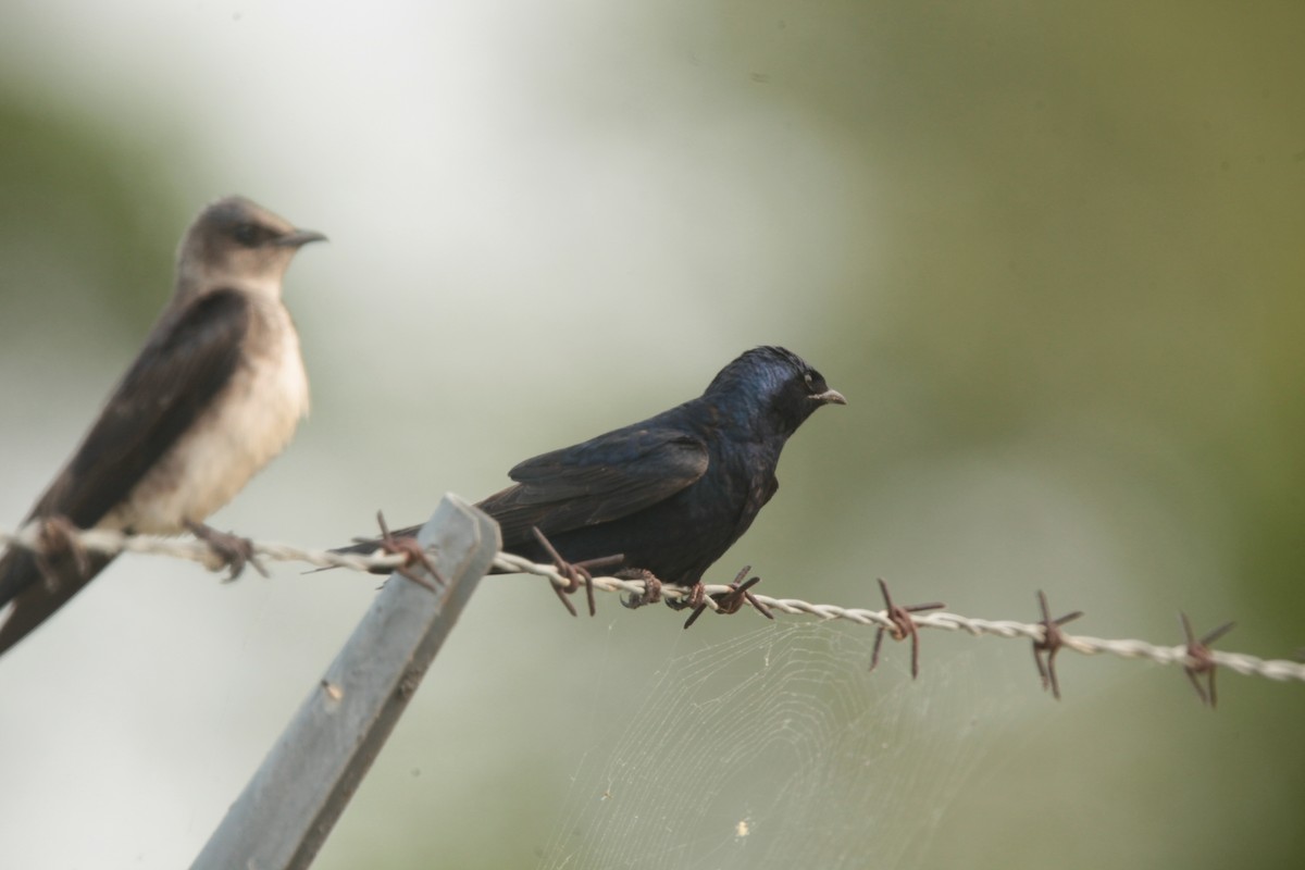 Hirondelle noire - ML636859295