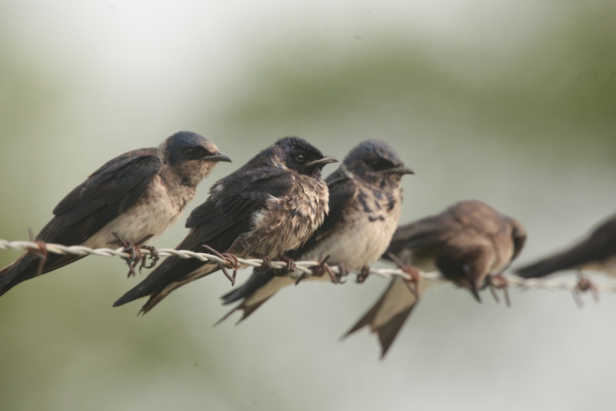 Hirondelle noire - ML636859296