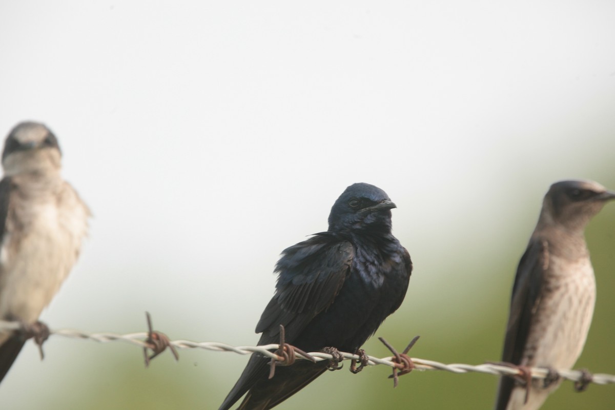 Hirondelle noire - ML636859297