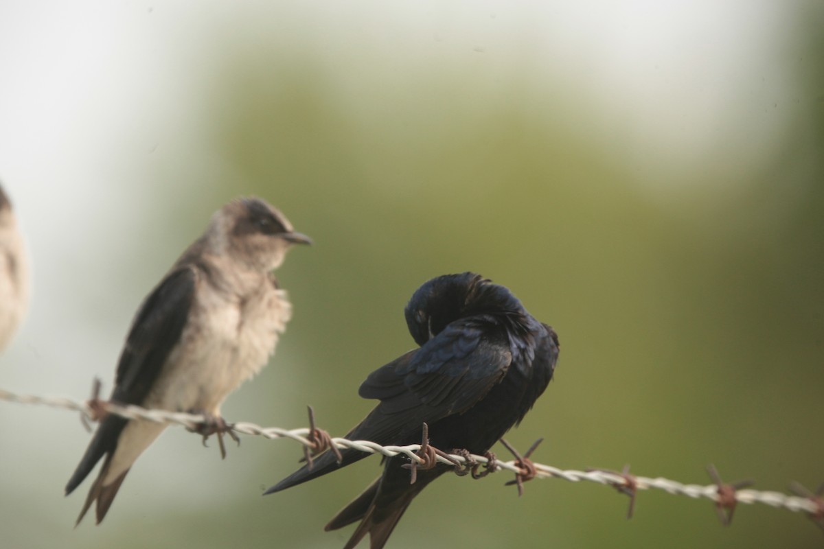 Hirondelle noire - ML636859298