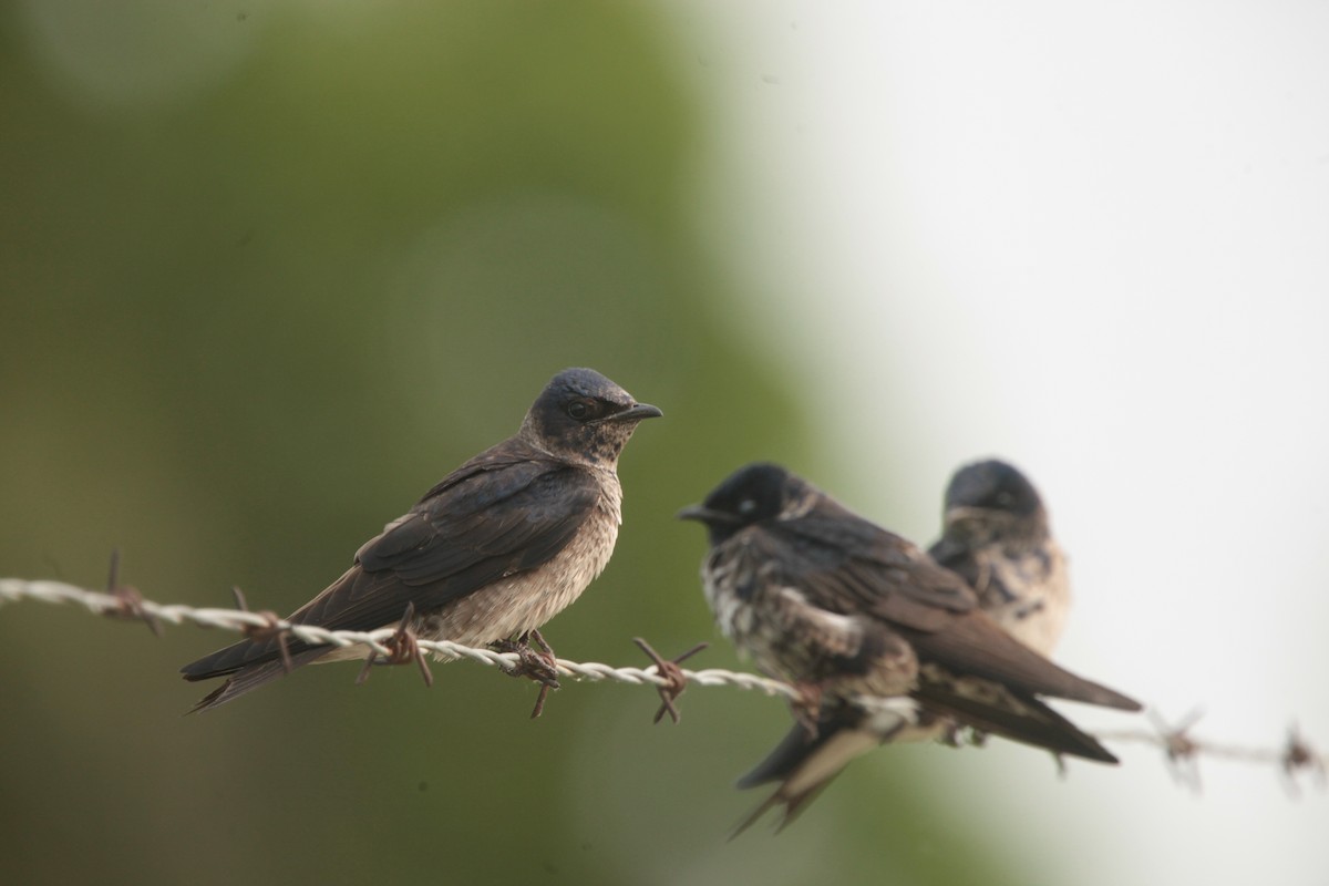 Hirondelle noire - ML636859299