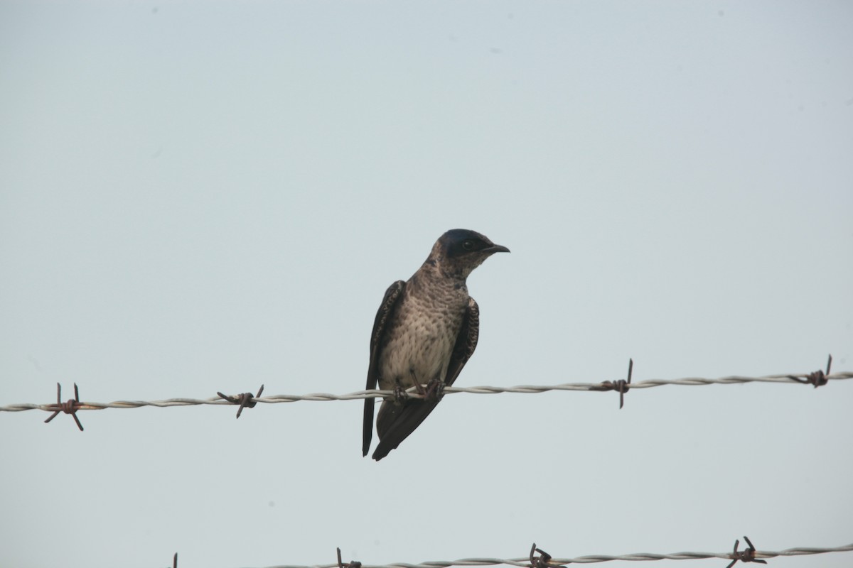 Hirondelle noire - ML636859300