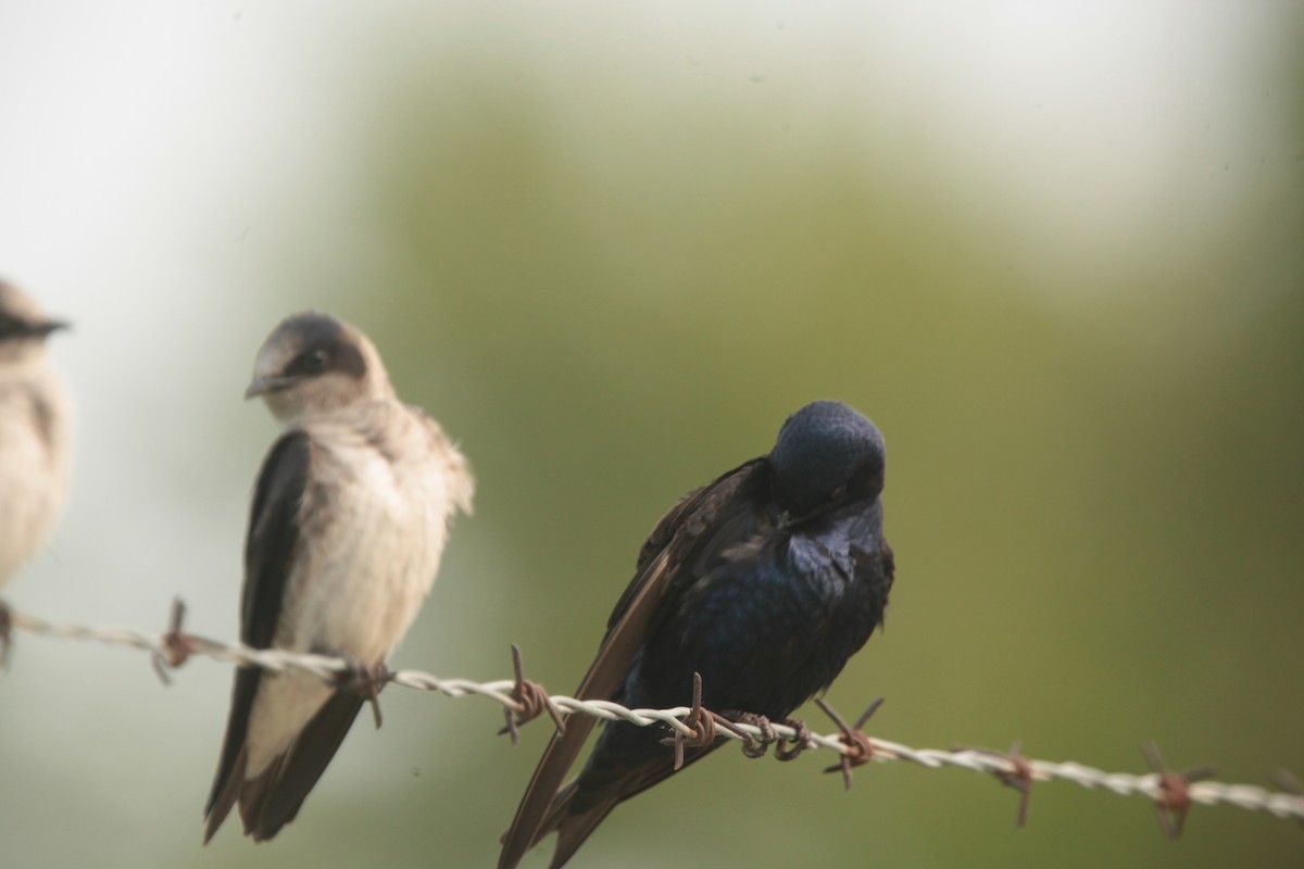 Hirondelle noire - ML636859301