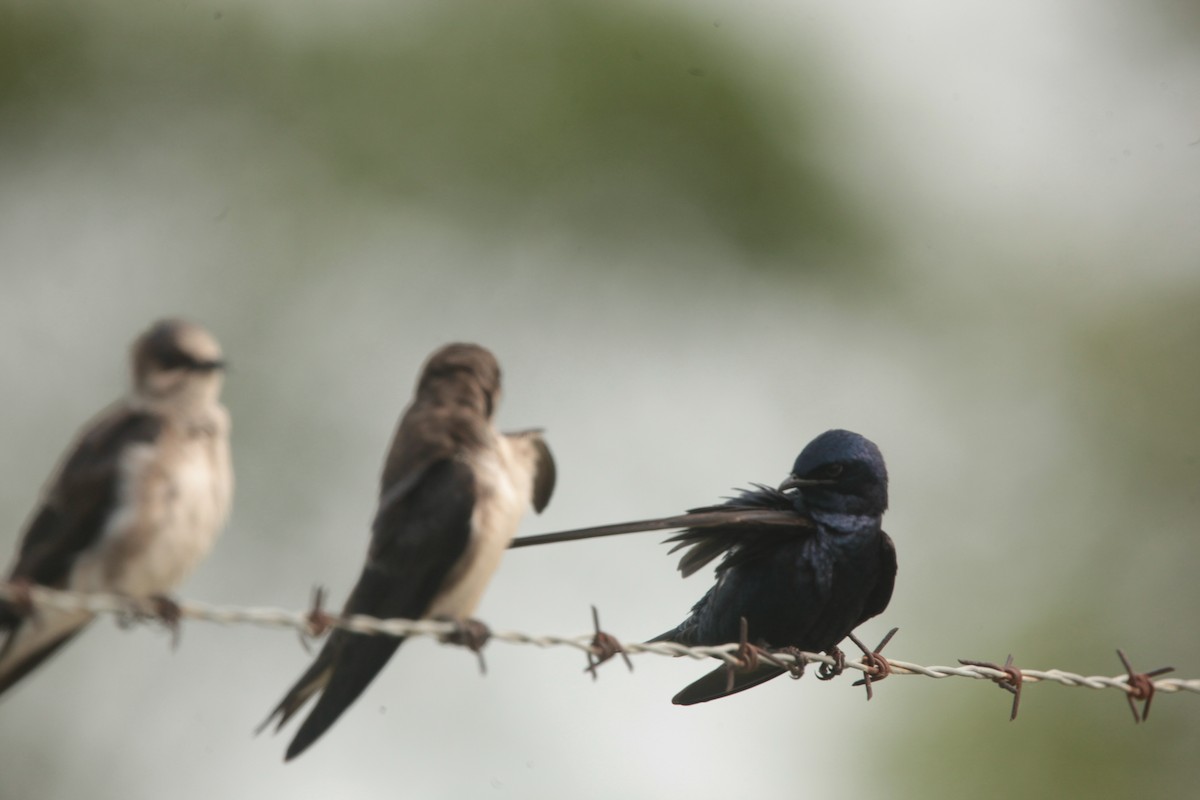 Hirondelle noire - ML636859302