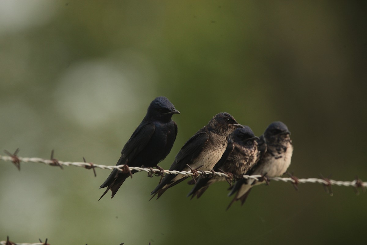 Hirondelle noire - ML636859303