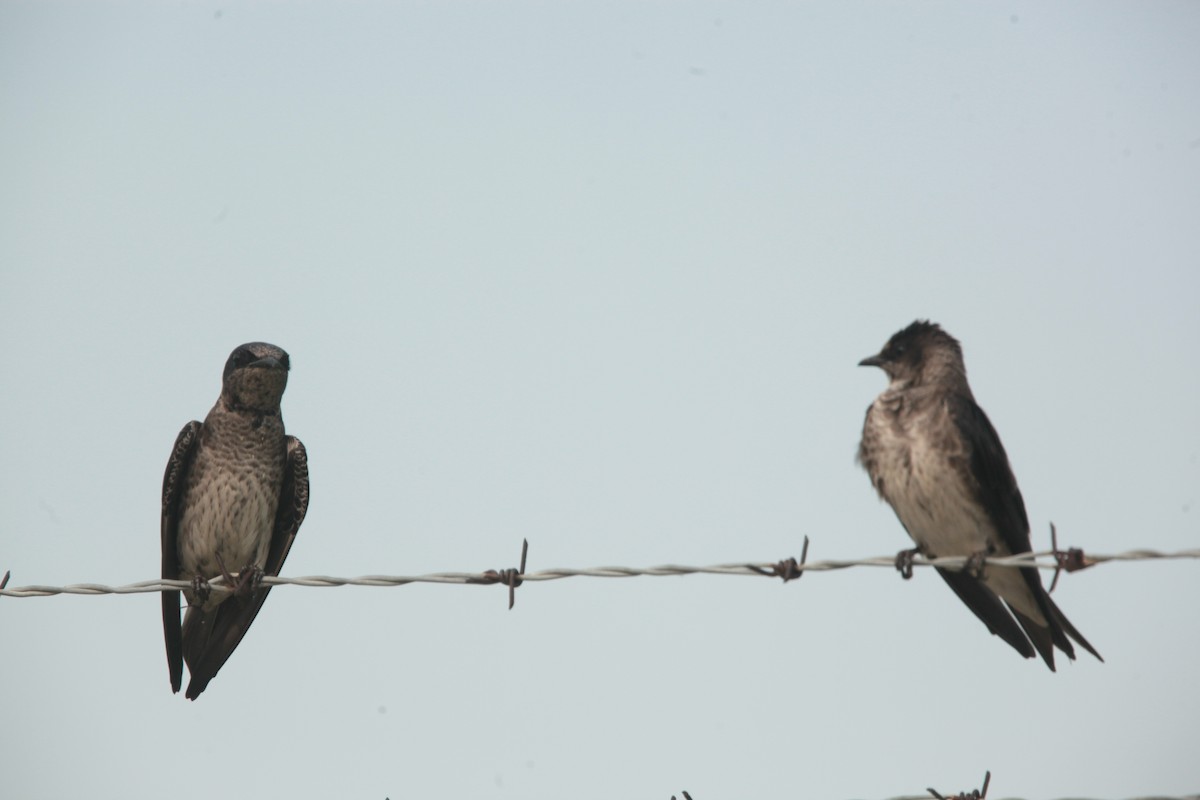 Hirondelle noire - ML636859304