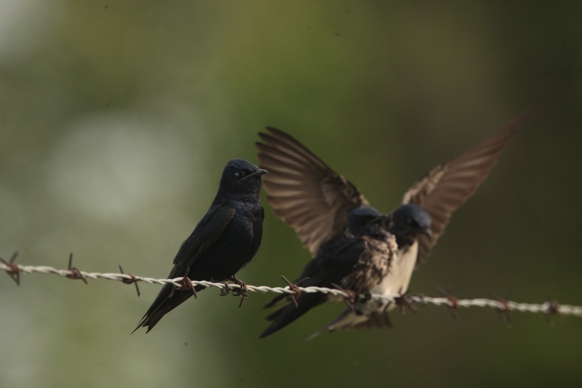 Hirondelle noire - ML636859305