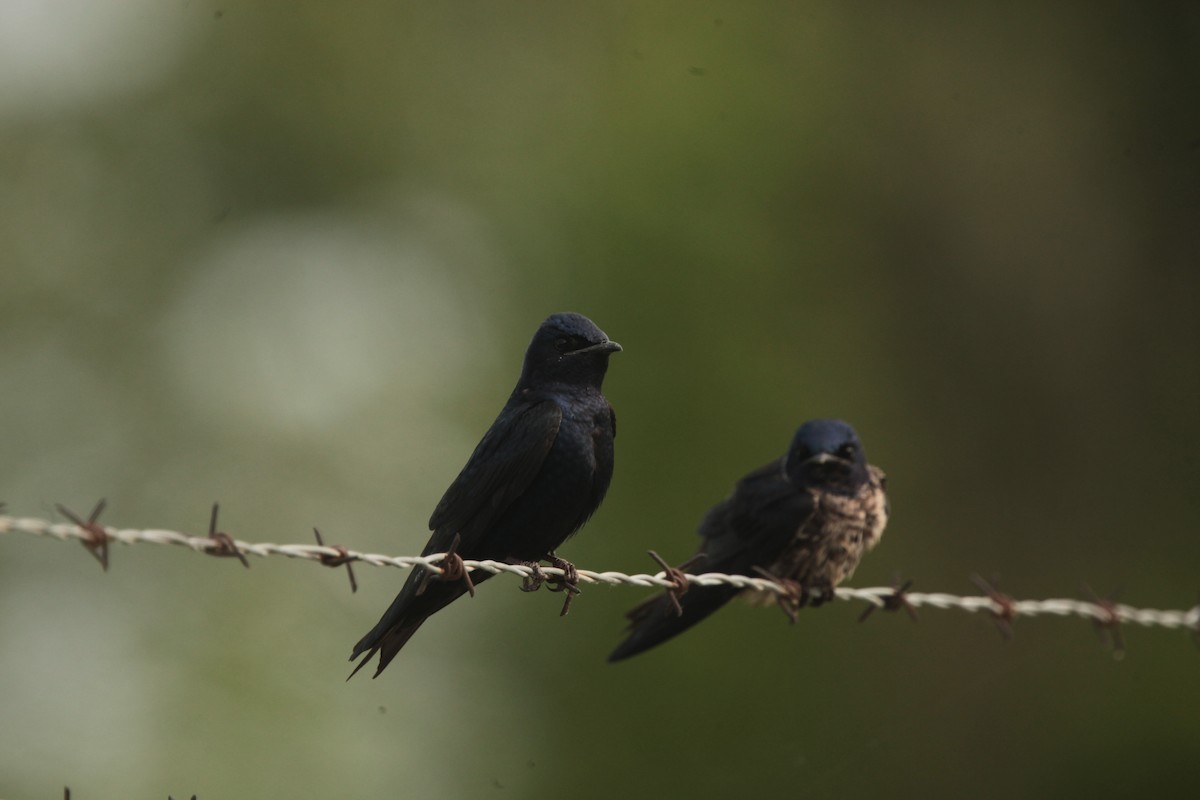 Hirondelle noire - ML636859307