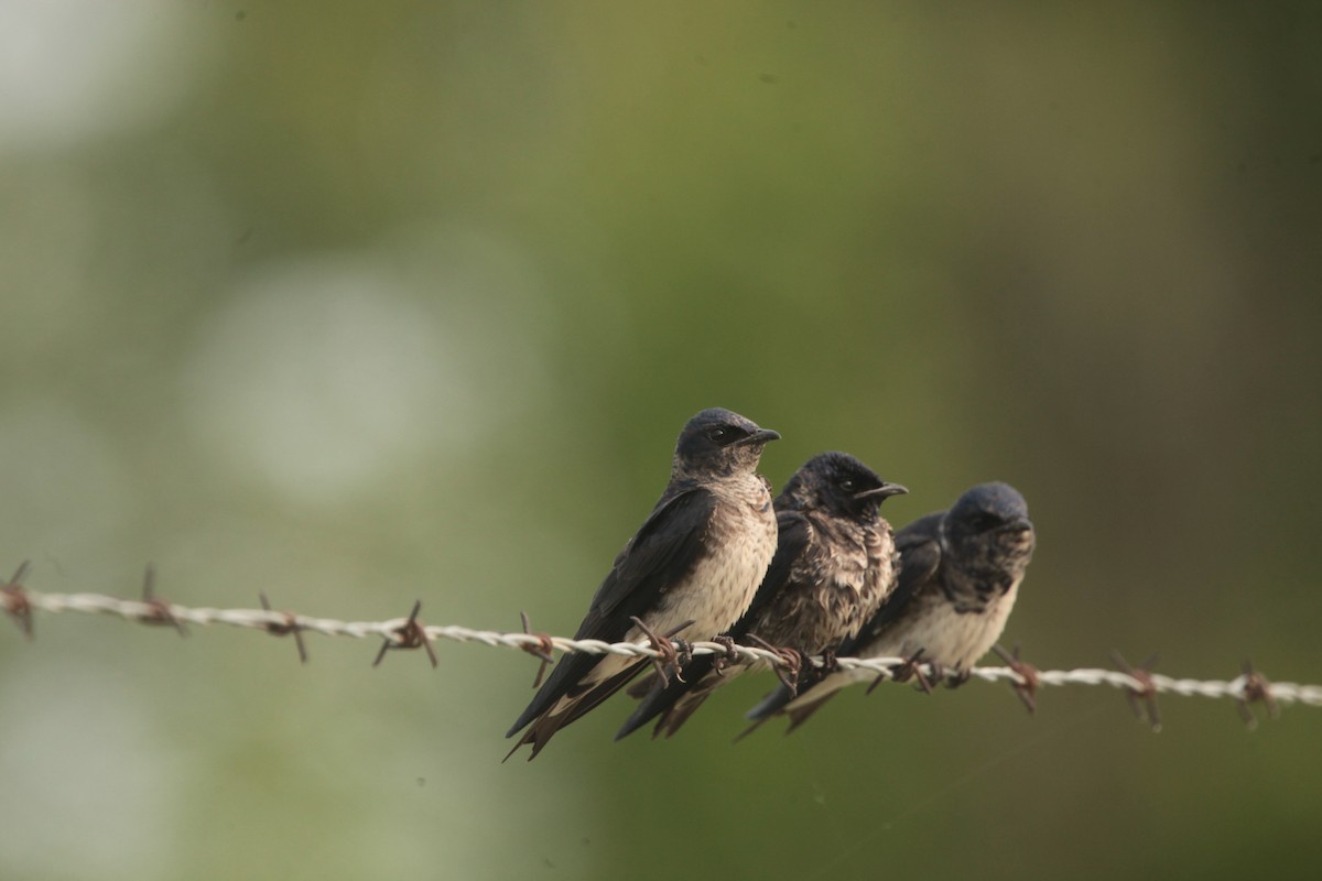 Hirondelle noire - ML636859309