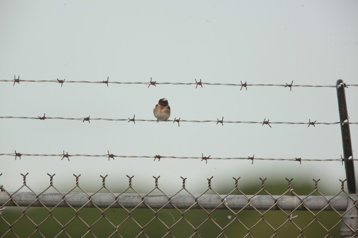 Hirondelle à front blanc - ML636859324