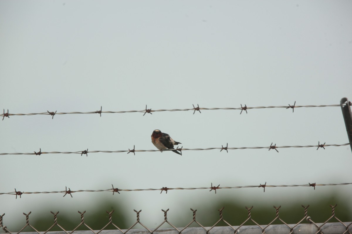 Hirondelle à front blanc - ML636859325