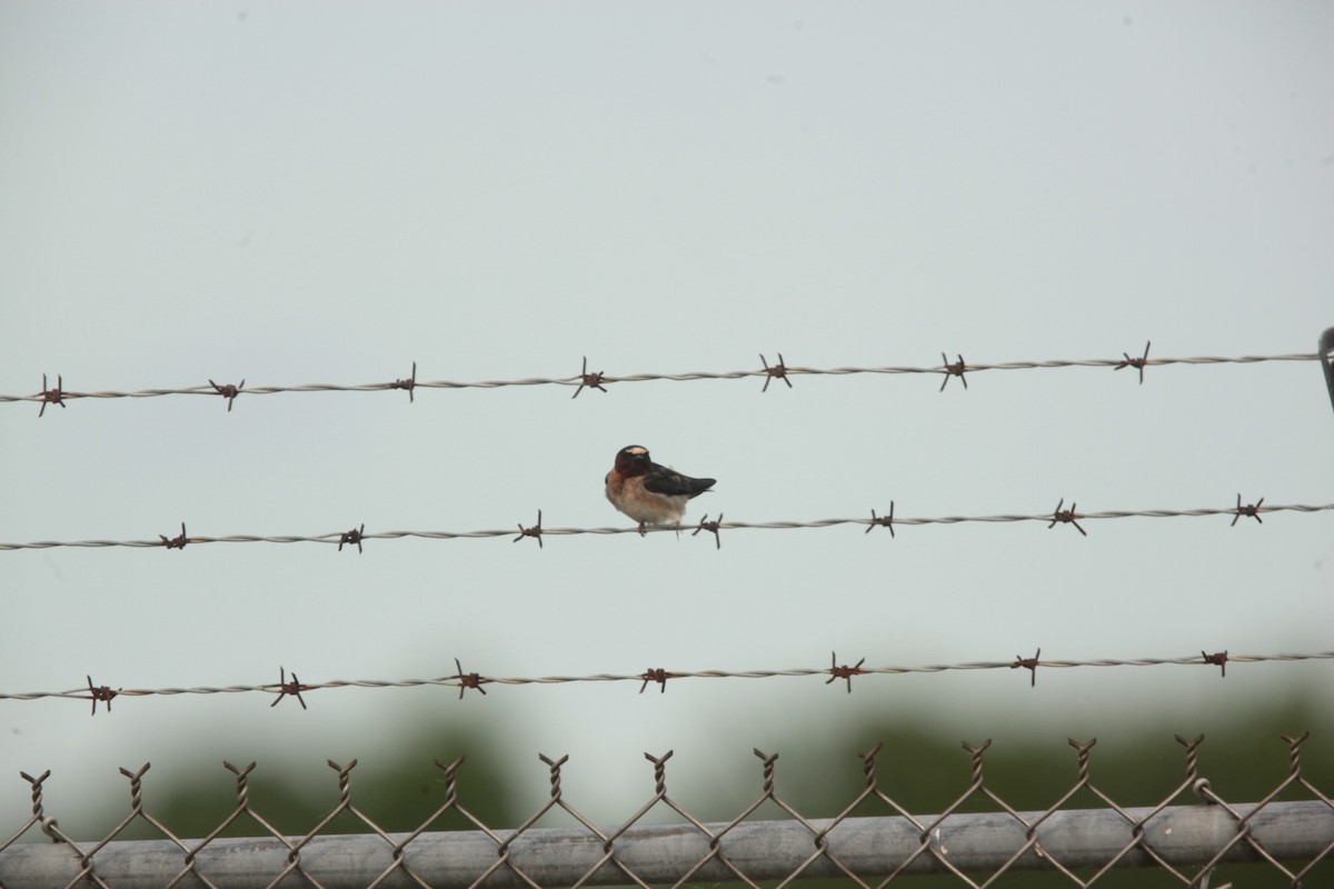 Hirondelle à front blanc - ML636859326