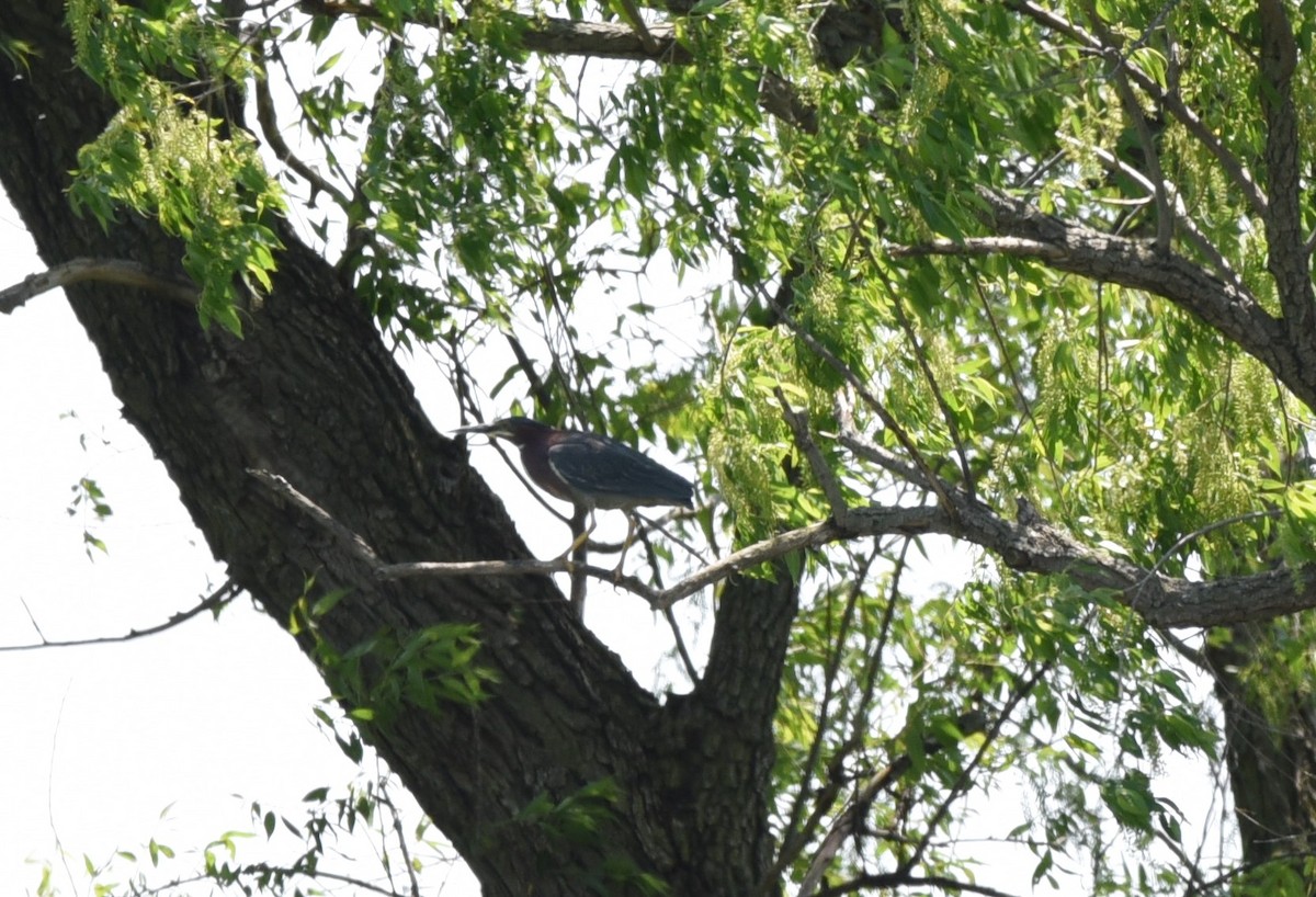 Green Heron - ML636859340