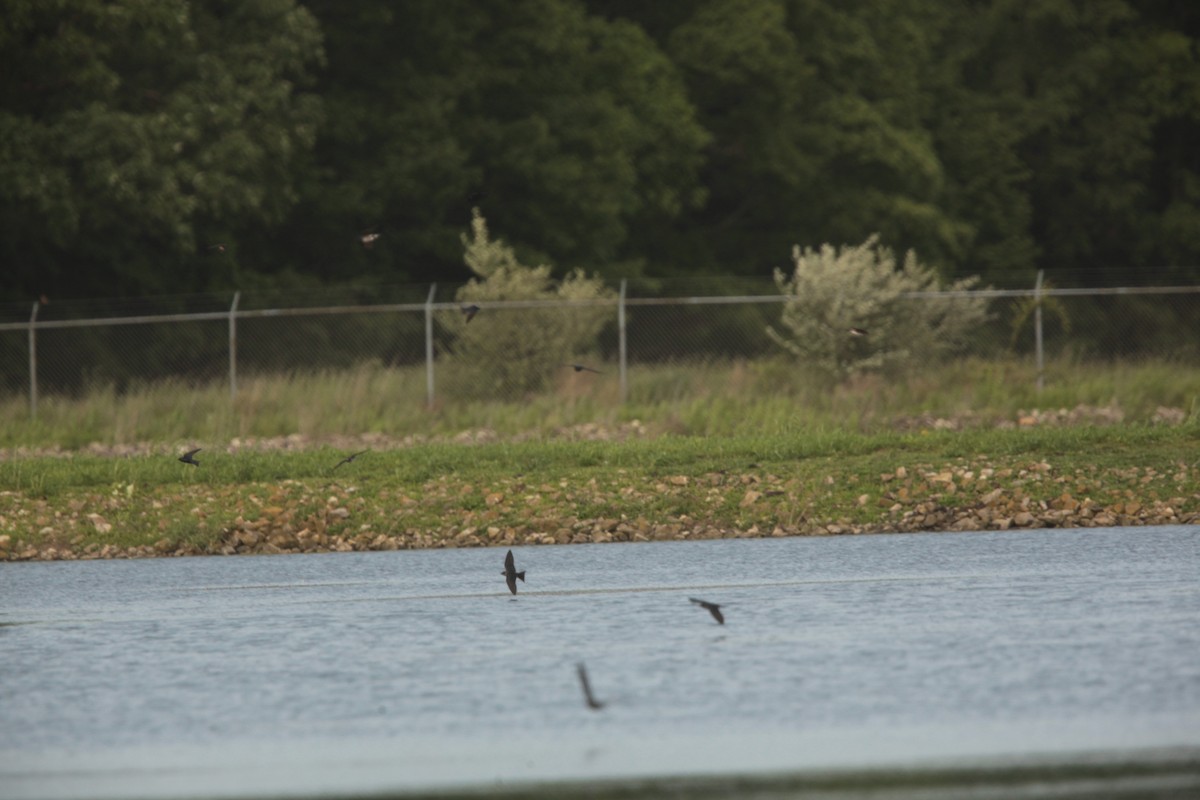 Hirondelle noire - ML636859386