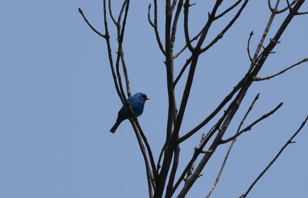 Indigo Bunting - ML636859400
