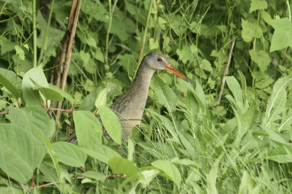 Clapper Rail (Atlantic Coast) - ML636859502