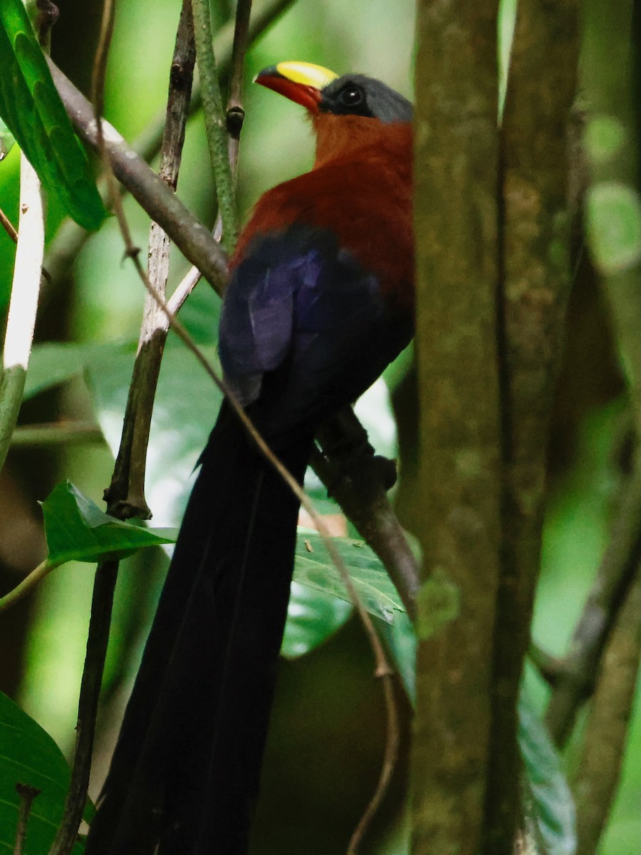 Yellow-billed Malkoha - ML636859566