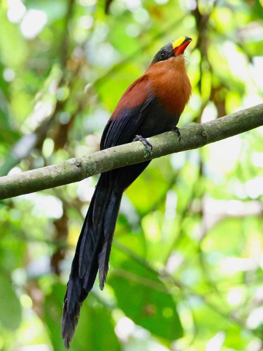 Yellow-billed Malkoha - ML636859567