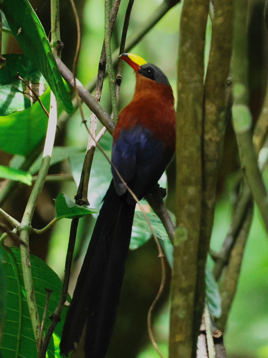 Yellow-billed Malkoha - ML636859568