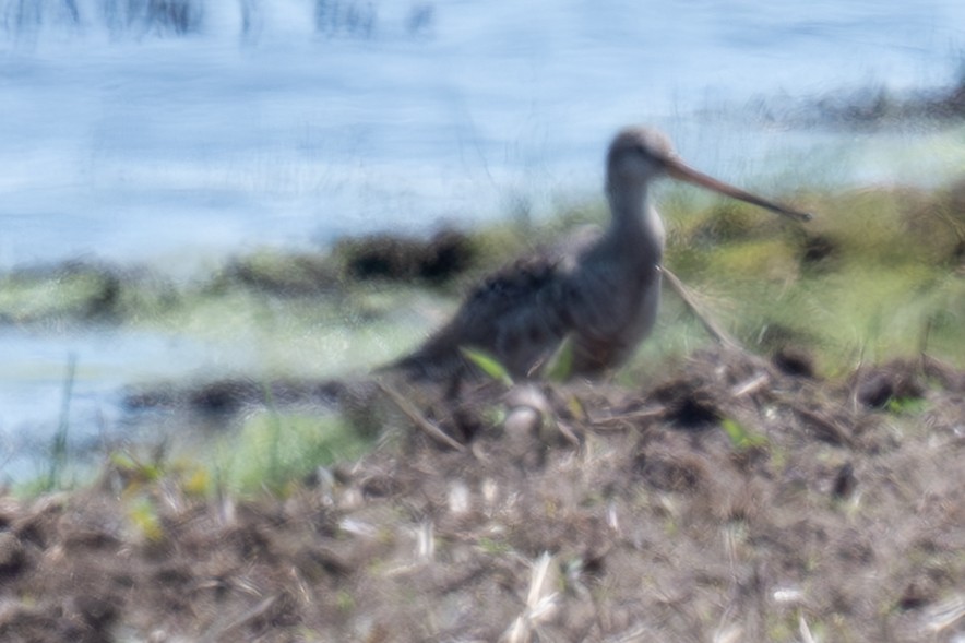 Hudsonian Godwit - ML636859688