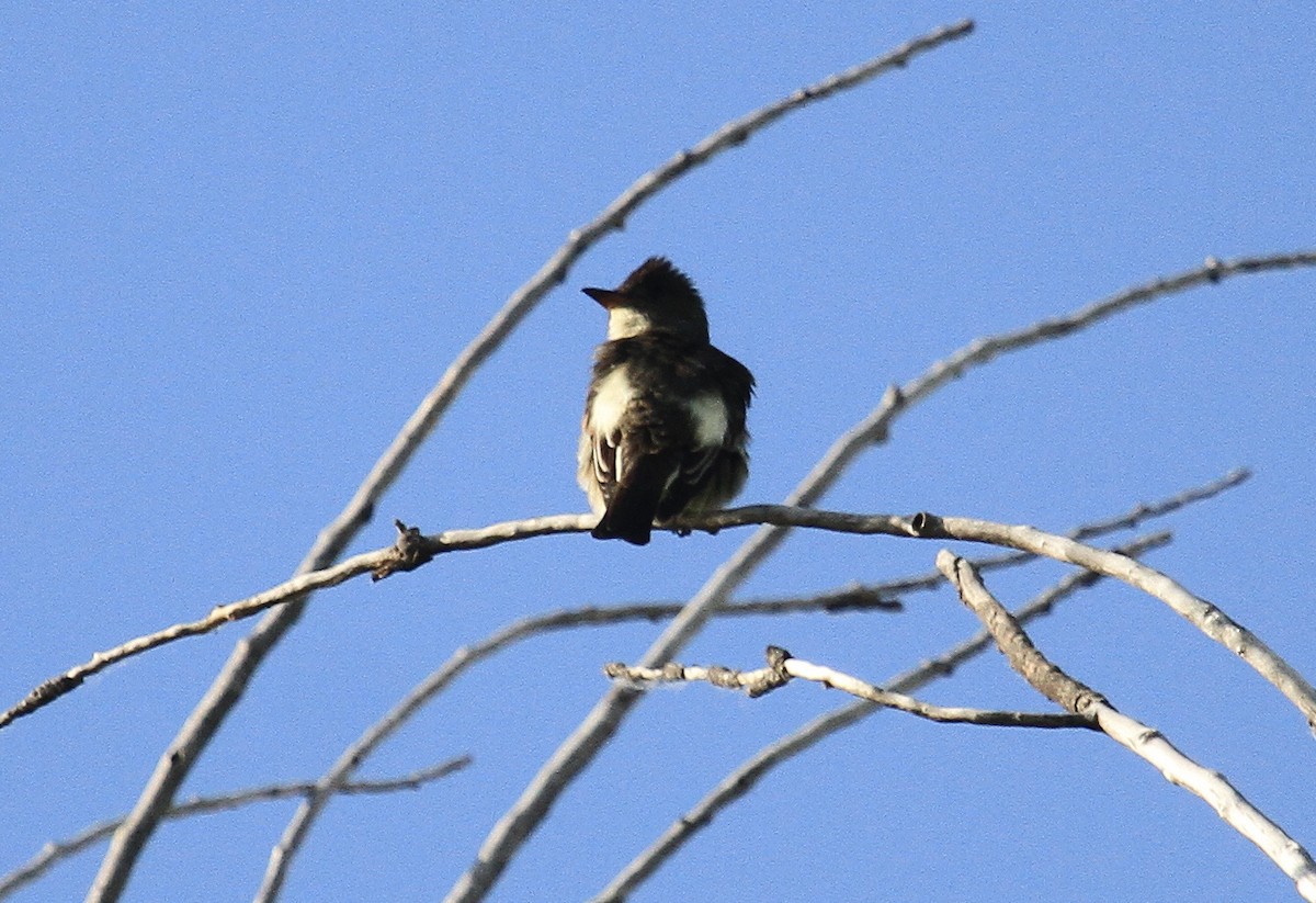 Olivflanken-Schnäppertyrann - ML636859728
