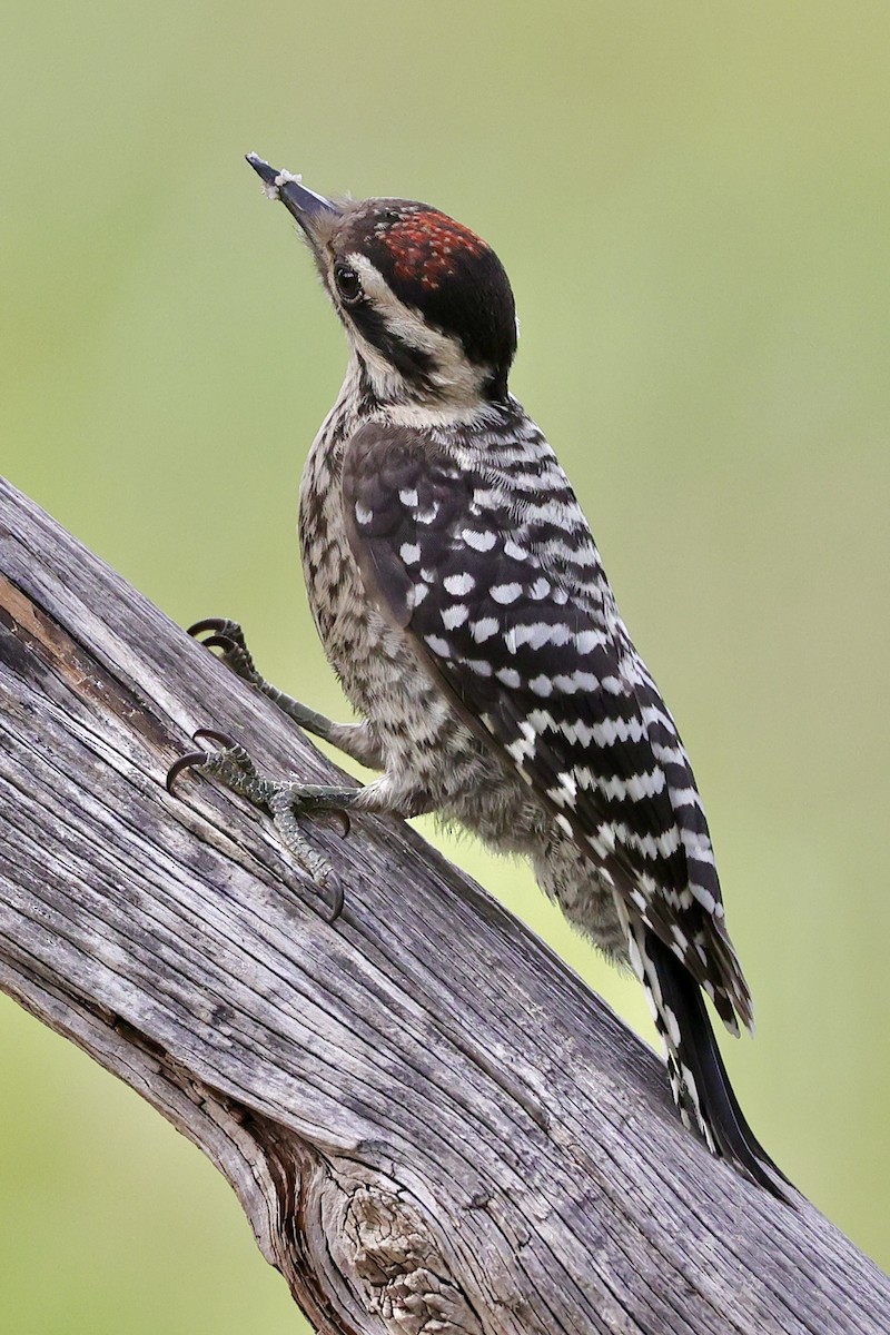 Ladder-backed Woodpecker - ML636859729