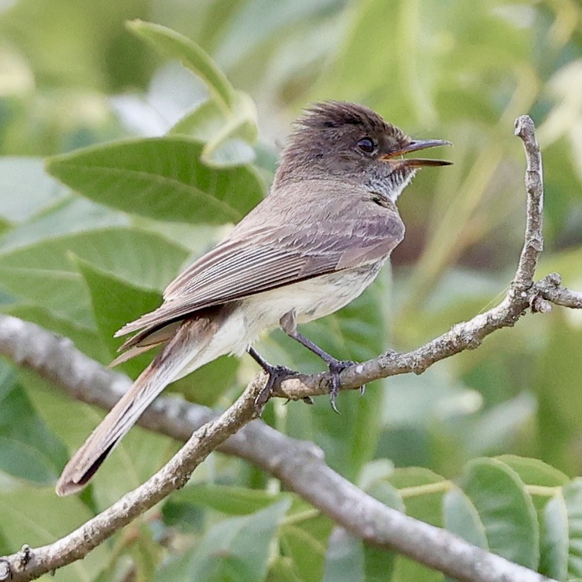 Eastern Phoebe - ML636859740