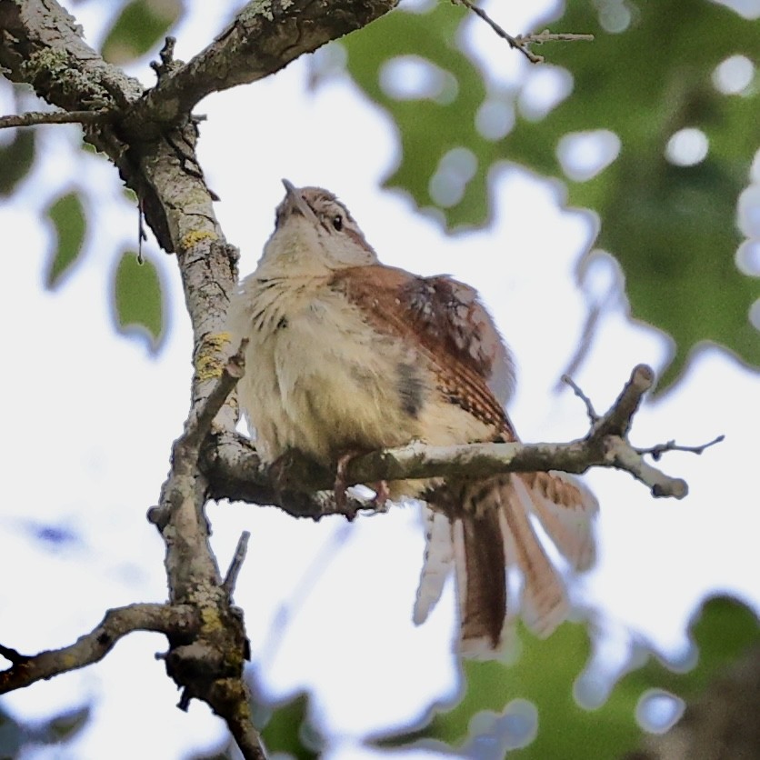 Carolina Wren - ML636859752