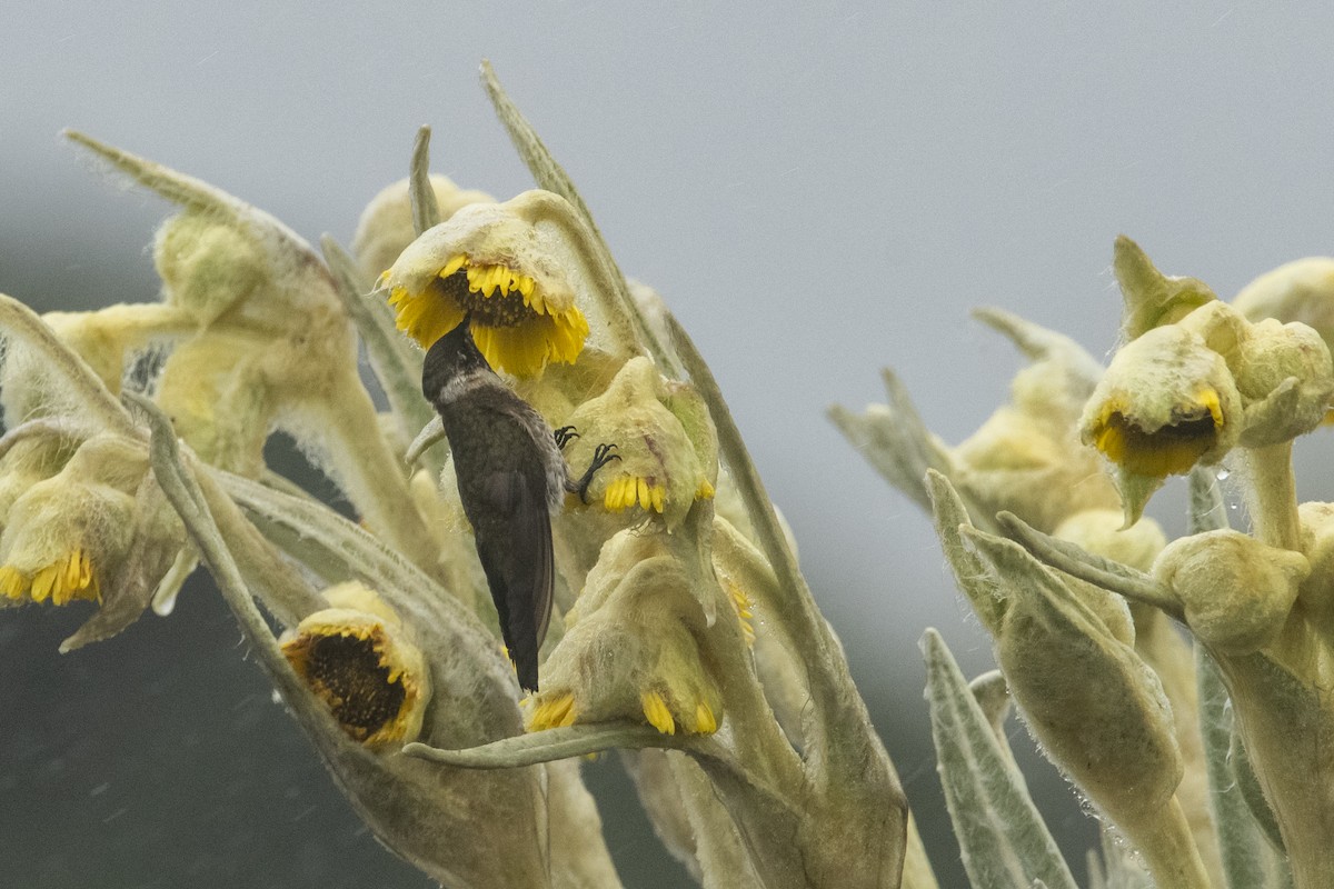 Green-bearded Helmetcrest - ML636859776