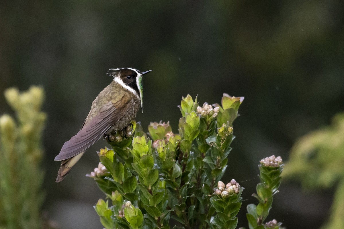 Green-bearded Helmetcrest - ML636859778