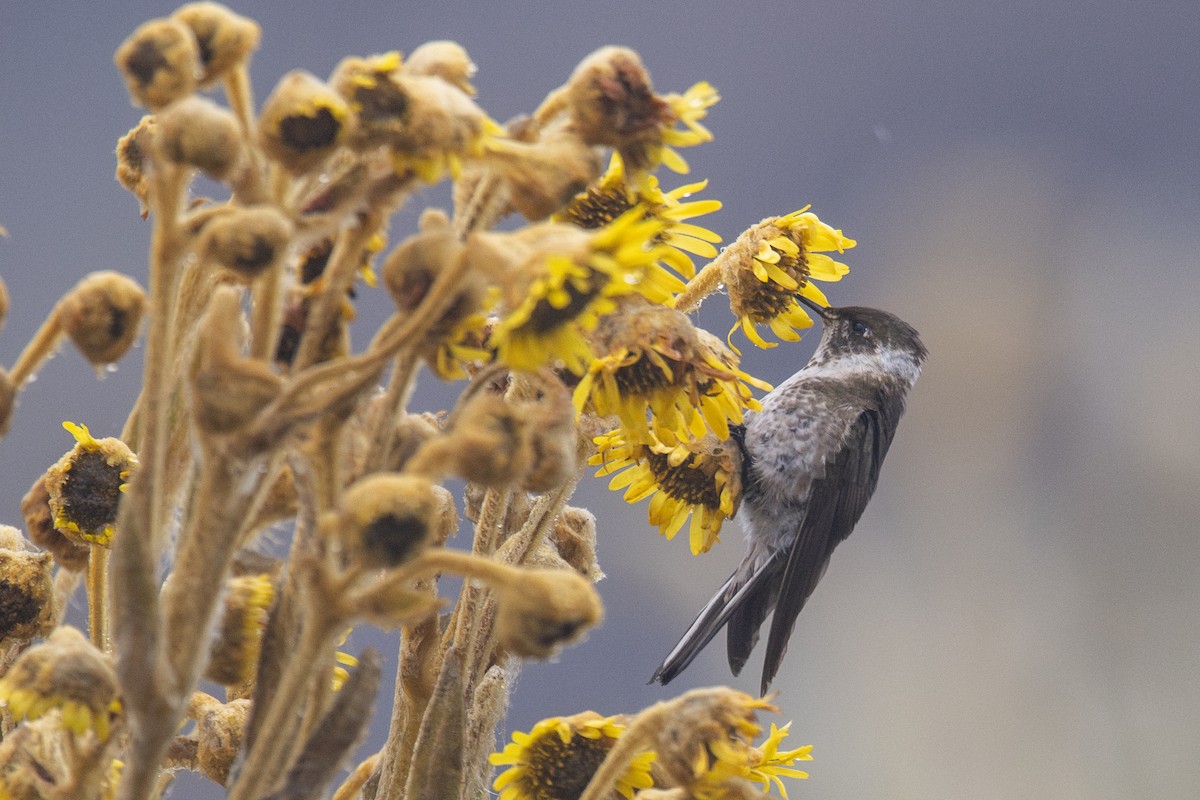 Green-bearded Helmetcrest - ML636859780