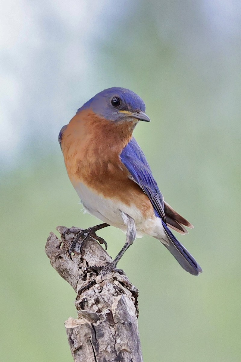 Eastern Bluebird - ML636859790