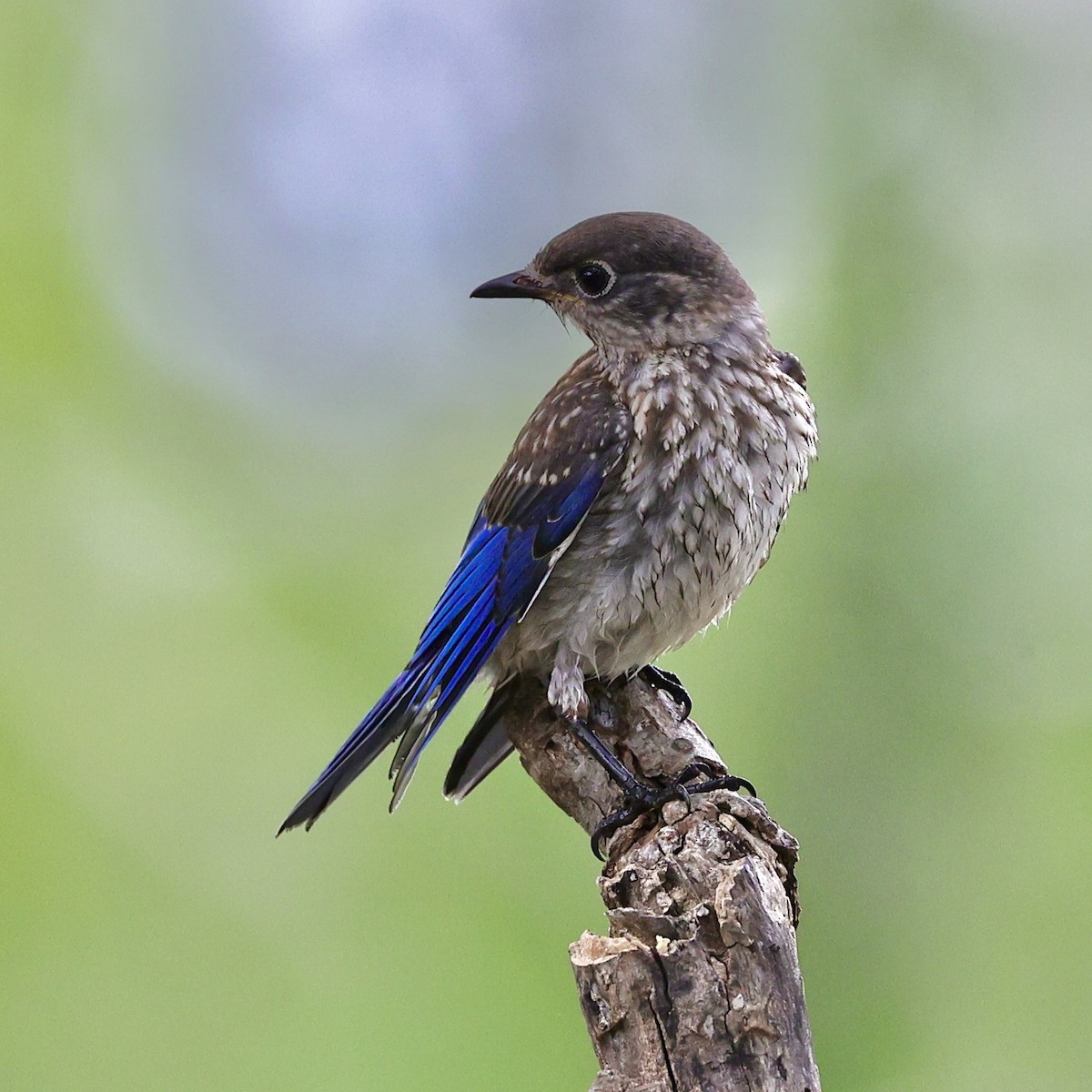 Eastern Bluebird - ML636859791