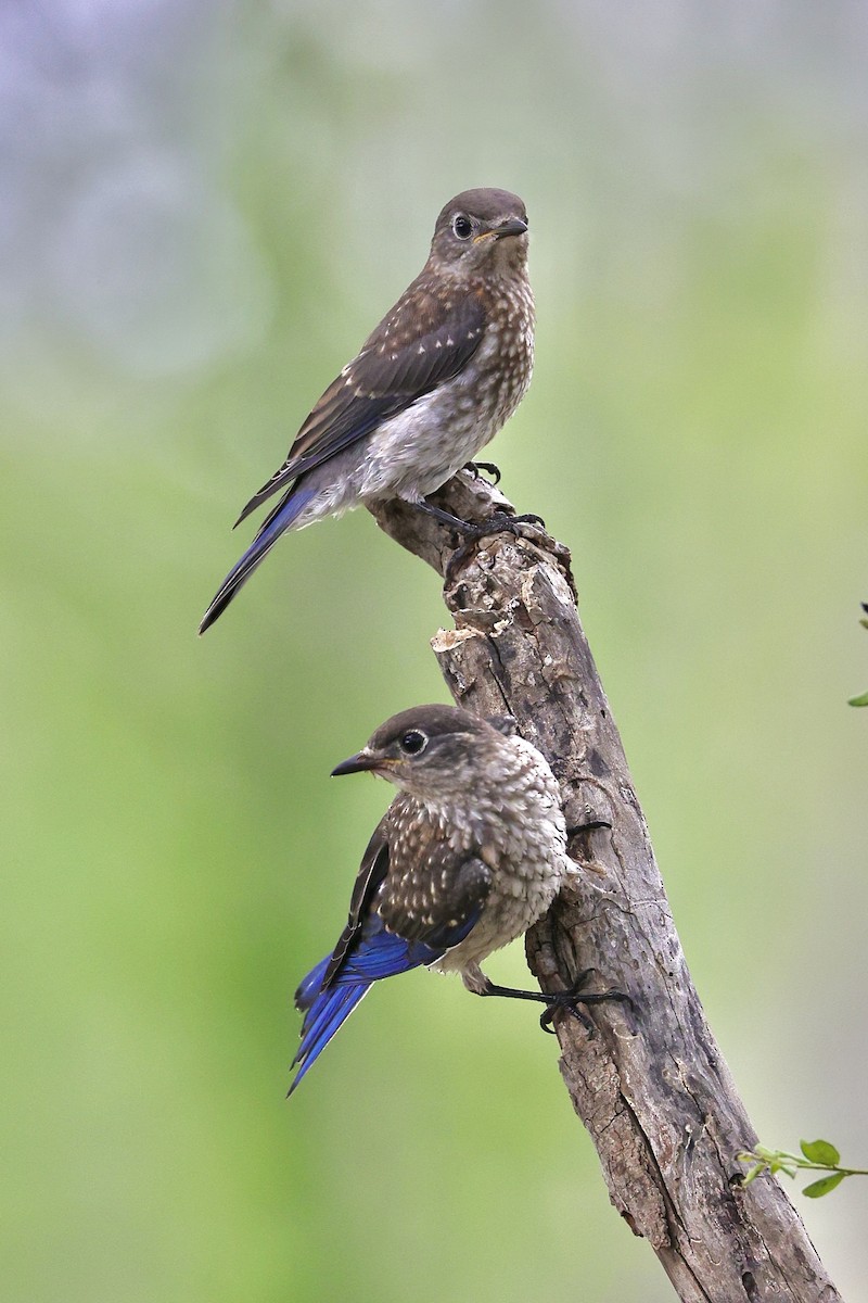 Eastern Bluebird - ML636859792