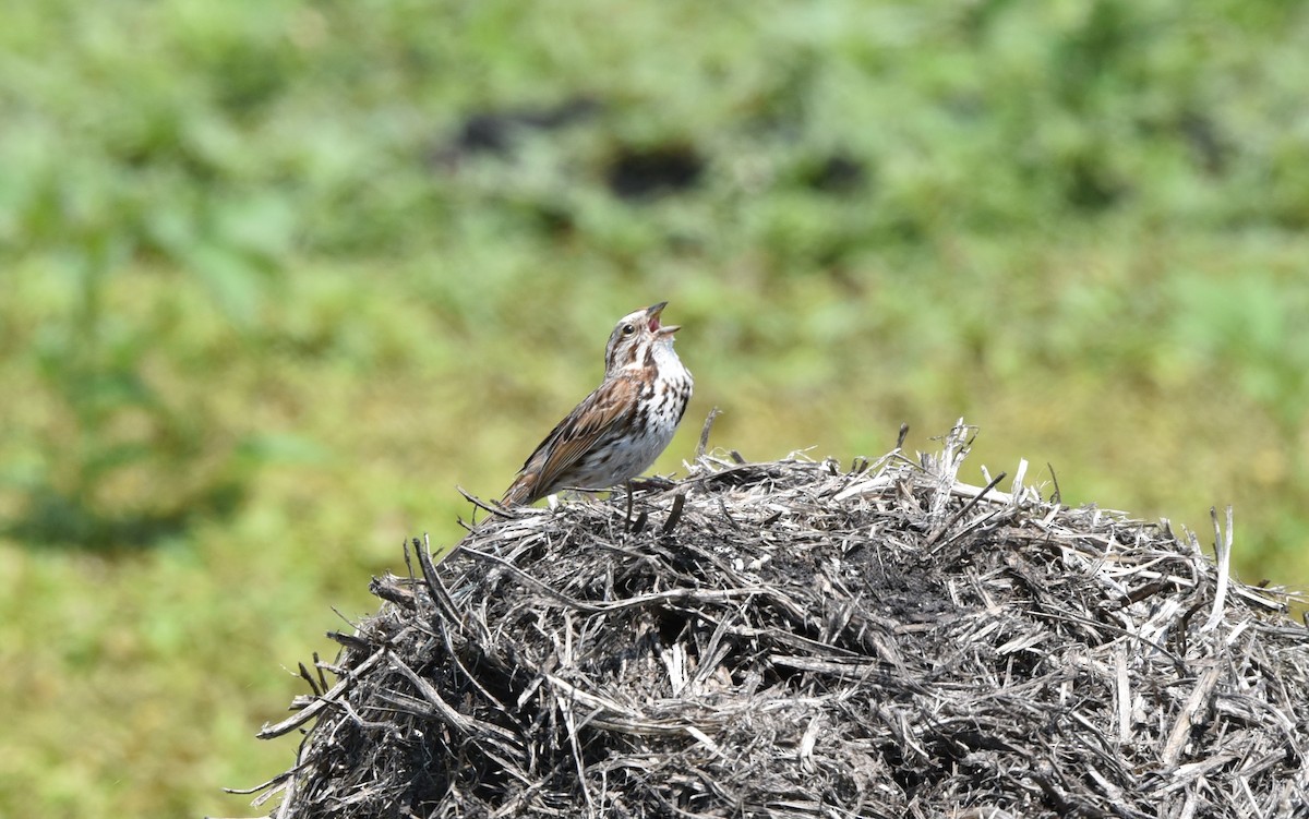 Song Sparrow - ML636859818